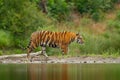 Amur tiger walking in river water. Danger animal, tajga, Russia. Animal in green forest stream. Grey stone, river droplet. Siberia