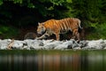 Amur tiger walking in river water. Danger animal, tajga, Russia. Animal in green forest stream. Grey stone, river droplet. Siberia