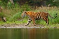 Amur tiger walking in river water. Danger animal, tajga, Russia. Animal in green forest stream. Grey stone, river droplet. Siberia Royalty Free Stock Photo