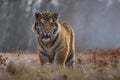 Siberian Tiger in the snow Panthera tigris