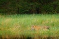 Amur tiger walking in river water grass. Danger animal, taiga, Russia. Animal green forest stream. Siberian tiger splash water. Ti