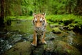 Amur tiger walking in stone river water. Danger animal, tajga, Russia. Siberian tiger, wide lens angle view of wild animal. Big ca