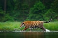 Amur tiger walking in the water. Dangerous animal, tajga, Russia. Animal in green forest stream. Grey stone, river droplet. Siberi Royalty Free Stock Photo