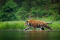 Amur tiger walking in the water. Dangerous animal, tajga, Russia. Animal in green forest stream. Grey stone, river droplet. Royalty Free Stock Photo