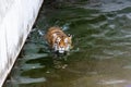 Amur Tiger in the water. Wild nature