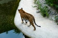 Amur Tiger in the water. Wild nature