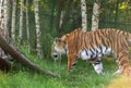 Amur tiger in the zoo`s aviary