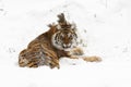 Amur (Siberian) tiger, angry, in deep snow, rear view Royalty Free Stock Photo