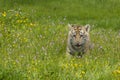 Amur (Siberian) tiger kitten playing in yellow and green flowers Royalty Free Stock Photo