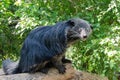 Amusing animal - binturong Royalty Free Stock Photo