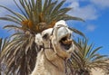 Amusing camel