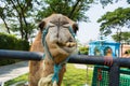 Amusing Camel