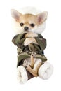 Amusing Chihuahua puppy dressed in khaki jumpsuit