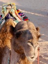 Amusing close up of camel& x27;s face in the Sahara desert