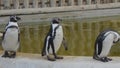 Stand, shake and shuffle! Humboltd penguins parading by a pool