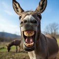 Funny Donkey Laughing Close-Up Royalty Free Stock Photo