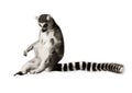 Amusing lemur Royalty Free Stock Photo