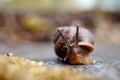 Amusing little snail crawling and moss Royalty Free Stock Photo