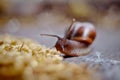 Amusing little snail crawling and moss Royalty Free Stock Photo