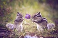 Amusing meeting of two darlings chipmunk Royalty Free Stock Photo