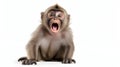 An amusing monkey making funny faces Royalty Free Stock Photo