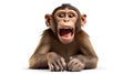 An amusing monkey making funny faces Royalty Free Stock Photo