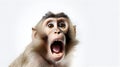 An amusing monkey making funny faces Royalty Free Stock Photo