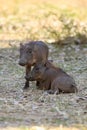 Amusing pigs of a warthog