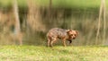 Amusing portrait of a hesitant young Yorkshire dog, after falling into the lake