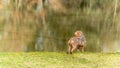 Amusing portrait of a hesitant young Yorkshire dog, after falling into the lake