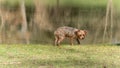 Amusing portrait of a hesitant young Yorkshire dog, after falling into the lake