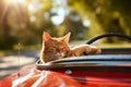 Amusing Red Feline Enjoys A Joyride In A Sundrenched Convertible