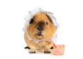 Amusing red haired guinea pig in a sleeping cap with a little toy pig over white Royalty Free Stock Photo