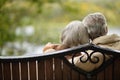 Amusing senior couple sitting on bench in park Royalty Free Stock Photo