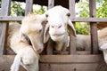 Amusing sheep portrait. Domestic animals at farm