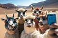 Camel caravan in the Namib desert taking selfie with mobile phone