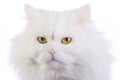 Amusing white fluffy cat Royalty Free Stock Photo