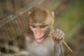 Amusingly expressive macaque monkey gripping a bundle of sticks