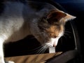 Amy - Cat on chair Royalty Free Stock Photo