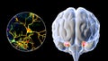 Amygdala, also known as corpus amygdaloideum, in the brain Royalty Free Stock Photo