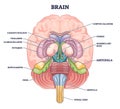 Amygdala brain part location with medical human head anatomy outline diagram