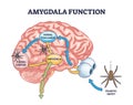 Amygdala function with brain response to fear stimulus outline diagram