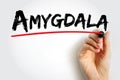 Amygdala is the integrative center for emotions, emotional behavior, and motivation, text concept background Royalty Free Stock Photo