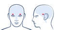 Amygdalas Position Brain Amygdala Pair Anatomy