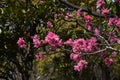 Amygdalus persica cv.Stellata Royalty Free Stock Photo