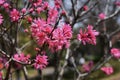 Amygdalus persica cv.Stellata