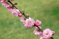 Amygdalus triloba flower in the wild Royalty Free Stock Photo