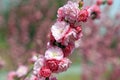 Amygdalus triloba flower in the wild Royalty Free Stock Photo