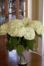 Anabelle Hydrangea   836614 Royalty Free Stock Photo