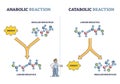 Anabolic vs catabolic reaction comparison in metabolism outline diagram Royalty Free Stock Photo